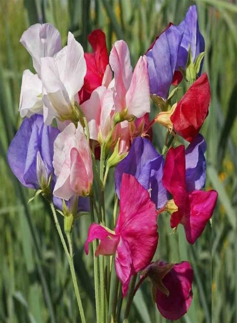 GGOOT Sweet Pea Mammoth Mix (PKD) - 400 Seeds