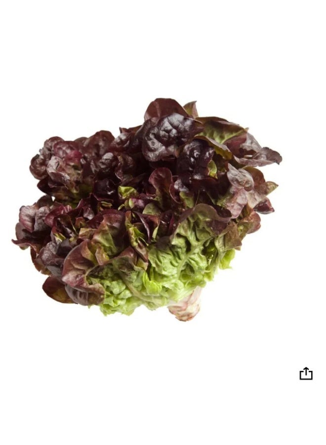 2000PCS Red Lettuce Oakleaf  Seeds For Home Garden Planting - Image 1