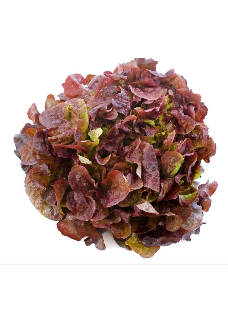 2000PCS Red Lettuce Oakleaf  Seeds For Home Garden Planting - Image 2