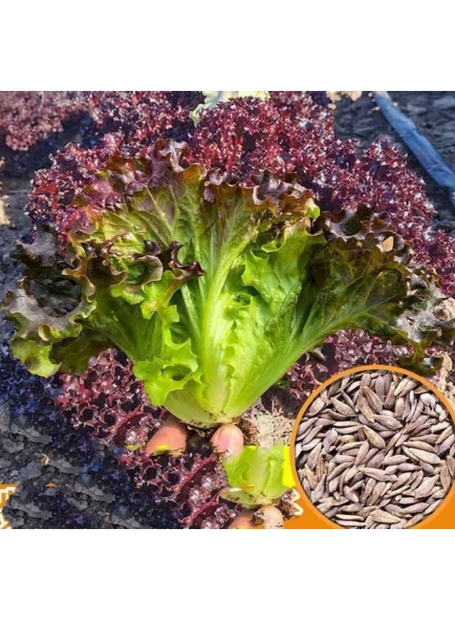 2000PCS Red Lettuce Oakleaf  Seeds For Home Garden Planting - Image 3