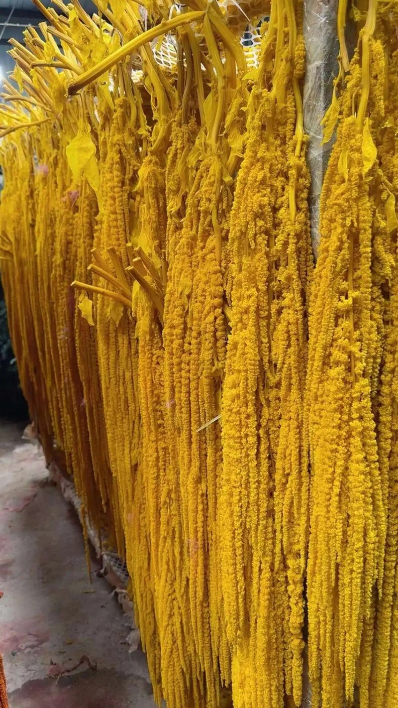 Bluejw High Quality 5pcs Natural Dried Amaranth (Amaranthus Caudatus) – Long-Lasting Preserved Hanging Dried Plants for Wedding, Graduation & Home Decor - Image 1