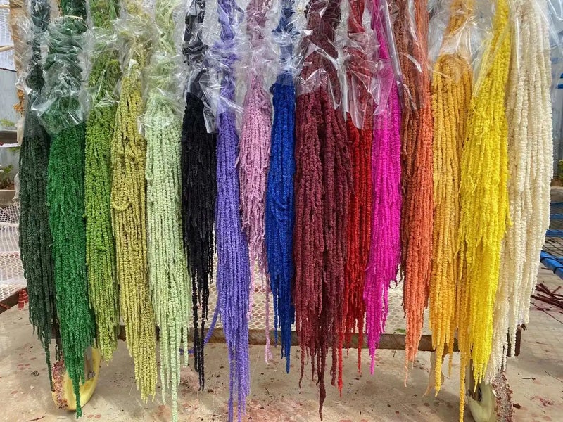Bluejw High Quality 5pcs Natural Dried Amaranth (Amaranthus Caudatus) – Long-Lasting Preserved Hanging Dried Plants for Wedding, Graduation & Home Decor - Image 5