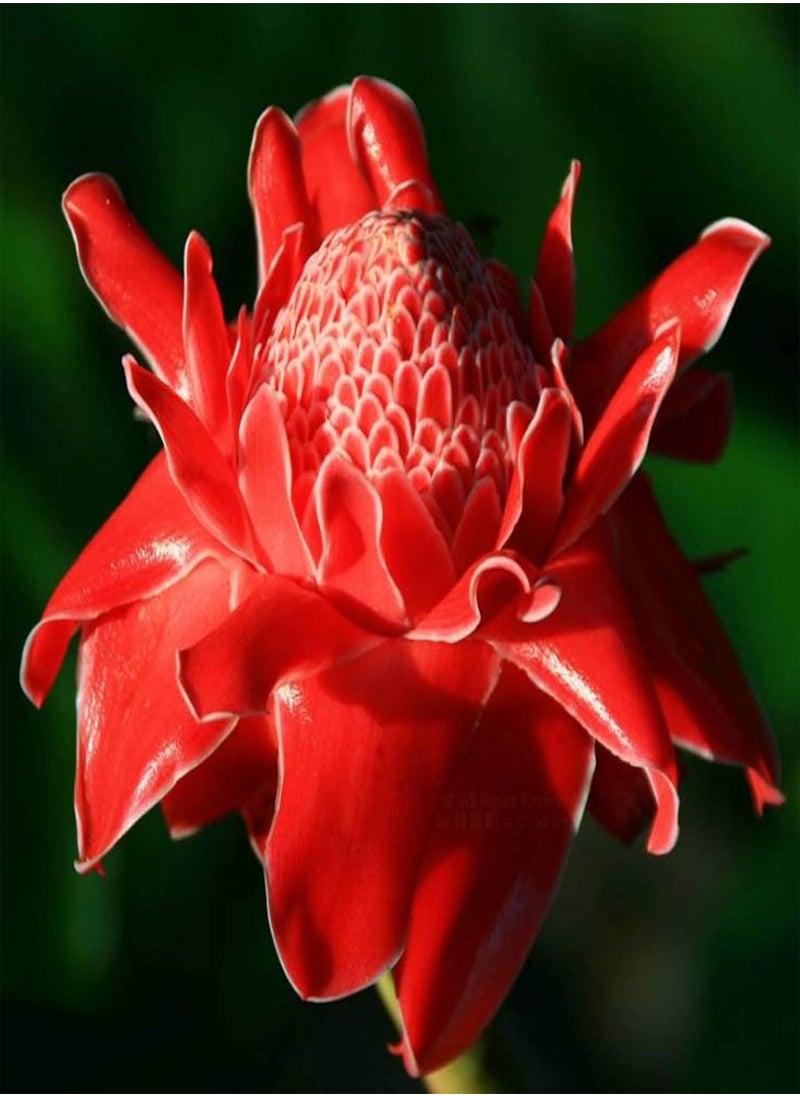 GGOOT 100Pcs Torch Ginger Rare Flower Etlingera Elatior Seeds Unique Ornamental Plant - Flower Seeds Vegetable Seeds Fruit Seeds Garden Plant Seeds  - Image 3
