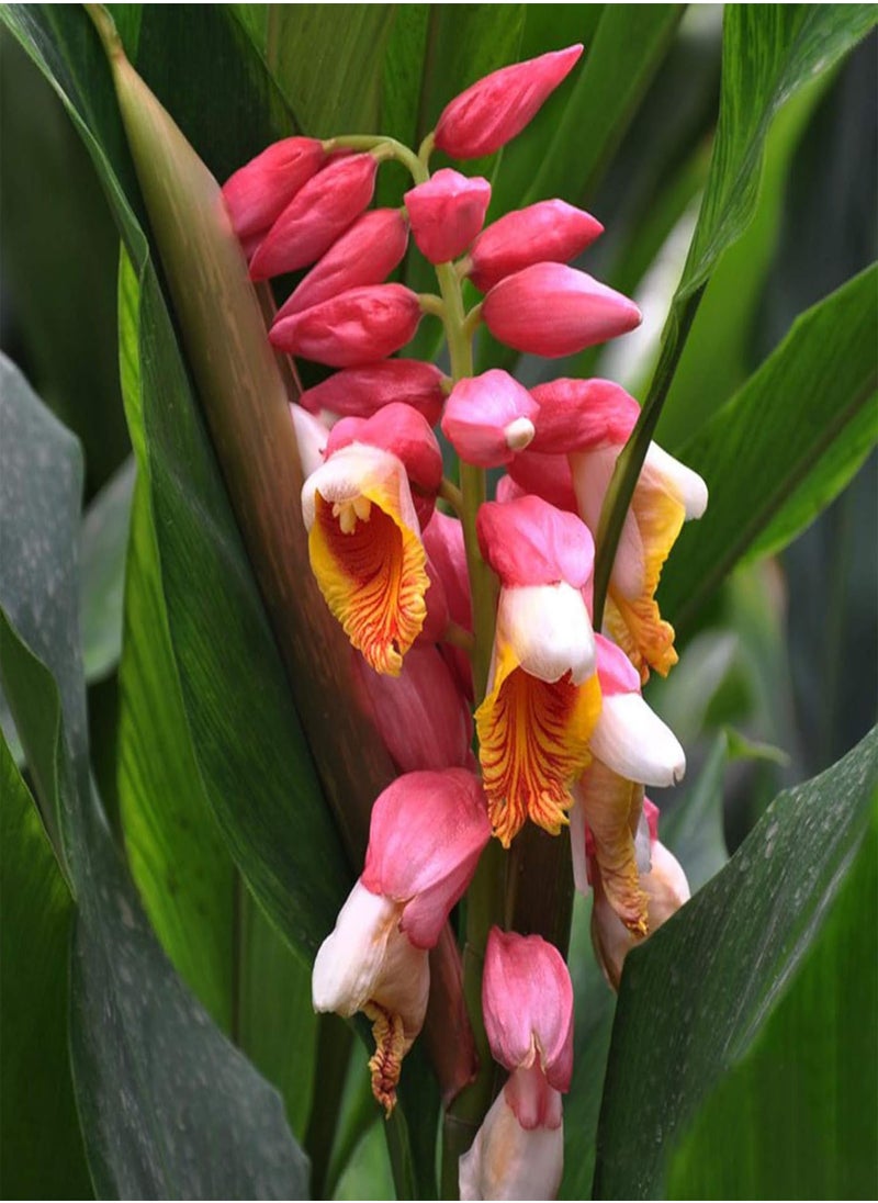 GGOOT 100Pcs Torch Ginger Rare Flower Etlingera Elatior Seeds Unique Ornamental Plant - Flower Seeds Vegetable Seeds Fruit Seeds Garden Plant Seeds  - Image 5