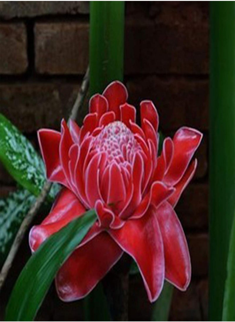 GGOOT 100Pcs Torch Ginger Rare Flower Etlingera Elatior Seeds Unique Ornamental Plant - Flower Seeds Vegetable Seeds Fruit Seeds Garden Plant Seeds  - Image 4