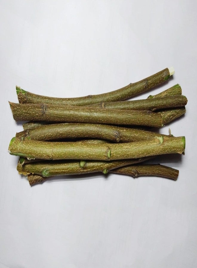 Sunshine Enterprise Ayurvedic Natural Organic Neem Datun, manual Toothbrush Nim Tree Twigs Chew Sticks for Brushing Teeth Removes Bad Breath, Relieve Tooth Ache (9 inch)- for adults,Pack of 20 Pieces - Image 2