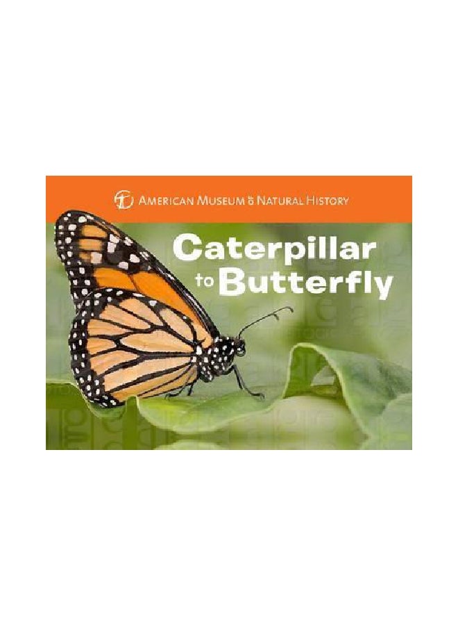 Caterpillar To Butterfly