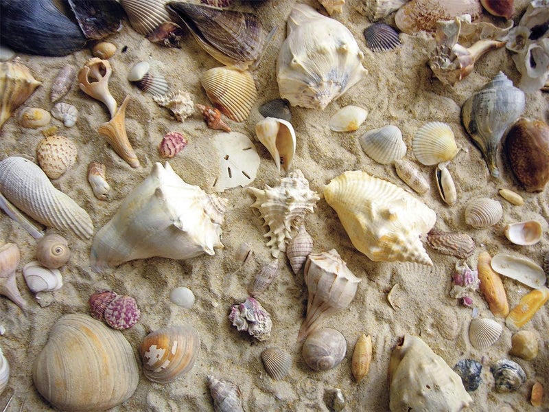 Heritage Puzzle Inc. Sandy Seashells Jigsaw Puzzle - 550 Pieces - Image 1