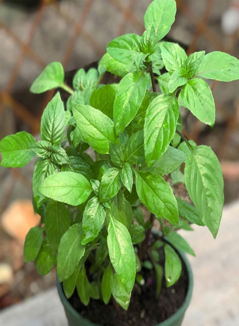 جي جوت 50 قطعة/كيس بذور الريحان العطرية غير المعدلة وراثيًا شبه دائمة الخضرة بذور الشمس الكاملة يارد جرين - Image 2