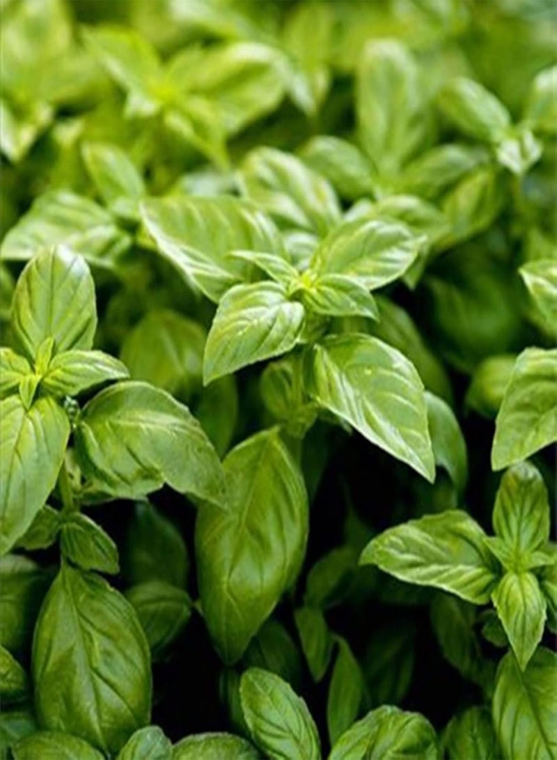 جي جوت 50 قطعة/كيس بذور الريحان العطرية غير المعدلة وراثيًا شبه دائمة الخضرة بذور الشمس الكاملة يارد جرين - Image 3