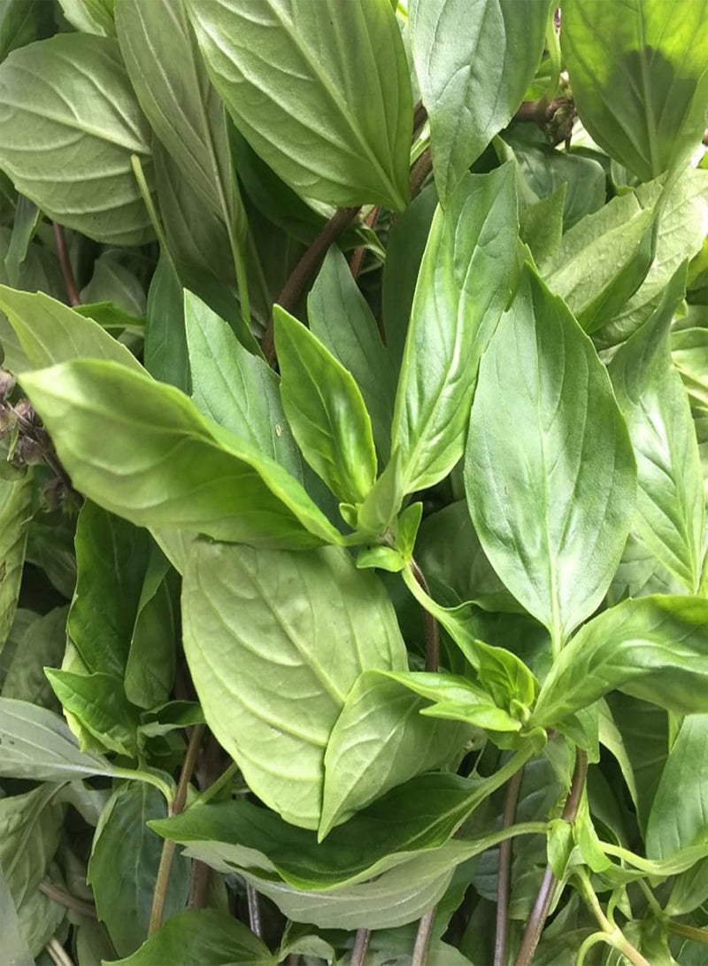 جي جوت 50 قطعة/كيس بذور الريحان العطرية غير المعدلة وراثيًا شبه دائمة الخضرة بذور الشمس الكاملة يارد جرين - Image 4