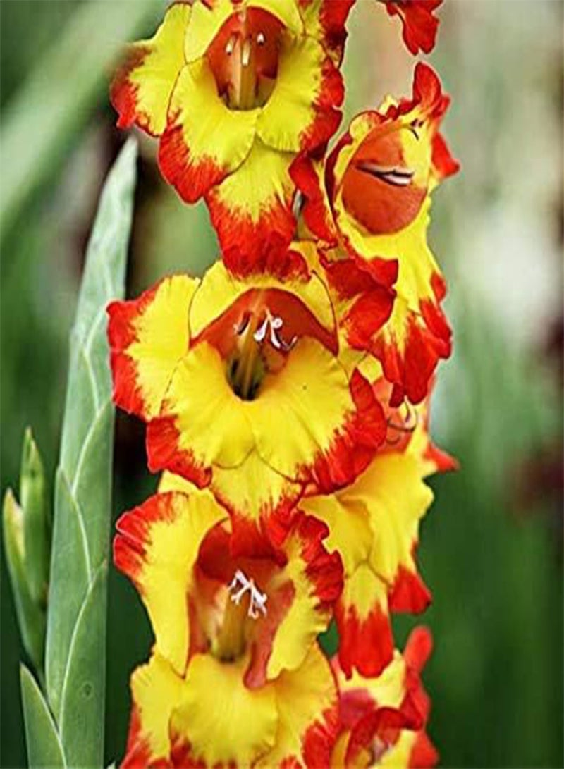 GGOOT seeds Fresh 100pcs Gladiolus Flower Seeds for Planting Yellow red