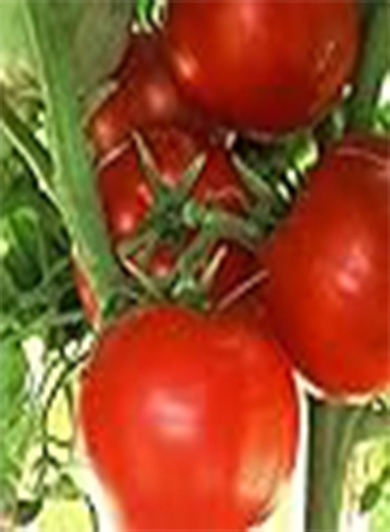 GGOOT Tomato Ace 55 VF 200 Vegetable Seeds (GMO Free) - Image 1