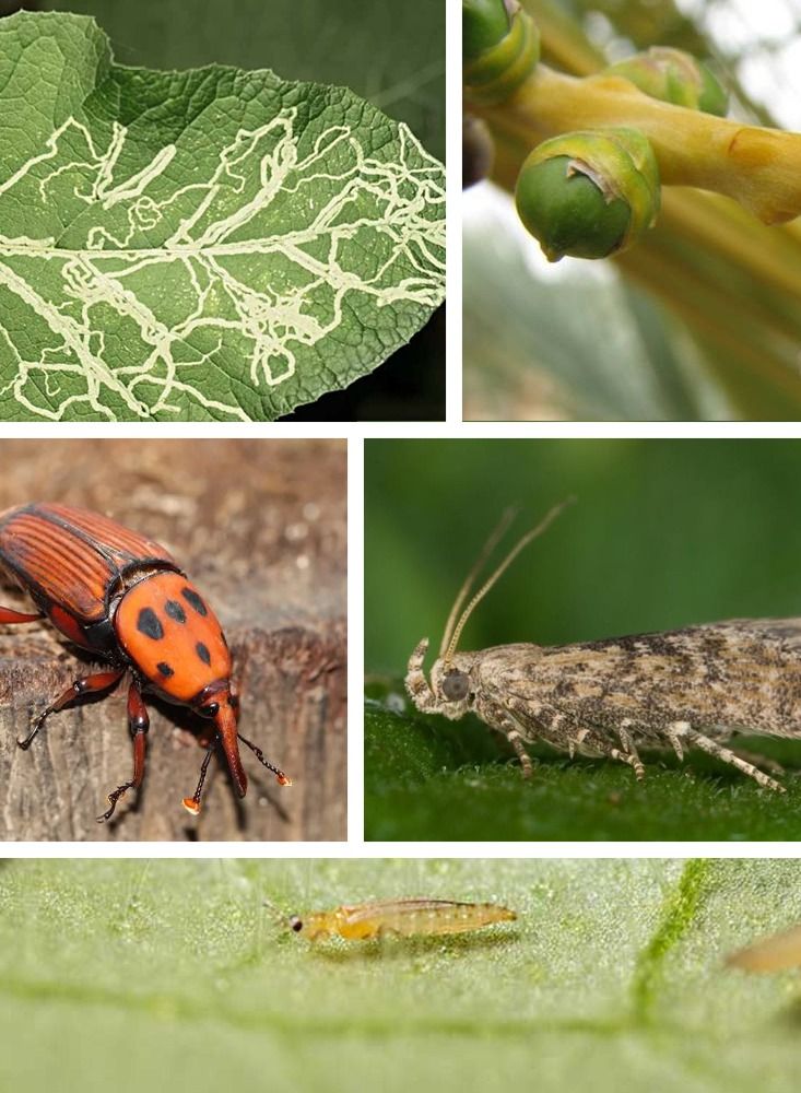 BAYER Decis EC  Deltamethrin 10% Pesticide Pyrethroid Insecticide 250ML - Image 4