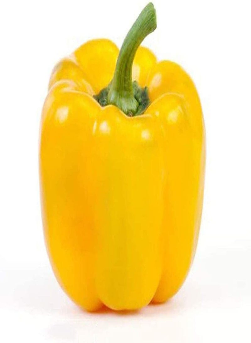 جي جوت 200 قطعة من بذور الفلفل الحلو المتنوعة، خضراوات خضراء صحية ملونة، بذور فلفل حلو معمرة، سهلة الزراعة في الفناء الخارجي - Image 4