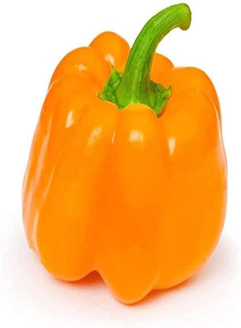 جي جوت 200 قطعة من بذور الفلفل الحلو المتنوعة، خضراوات خضراء صحية ملونة، بذور فلفل حلو معمرة، سهلة الزراعة في الفناء الخارجي - Image 3