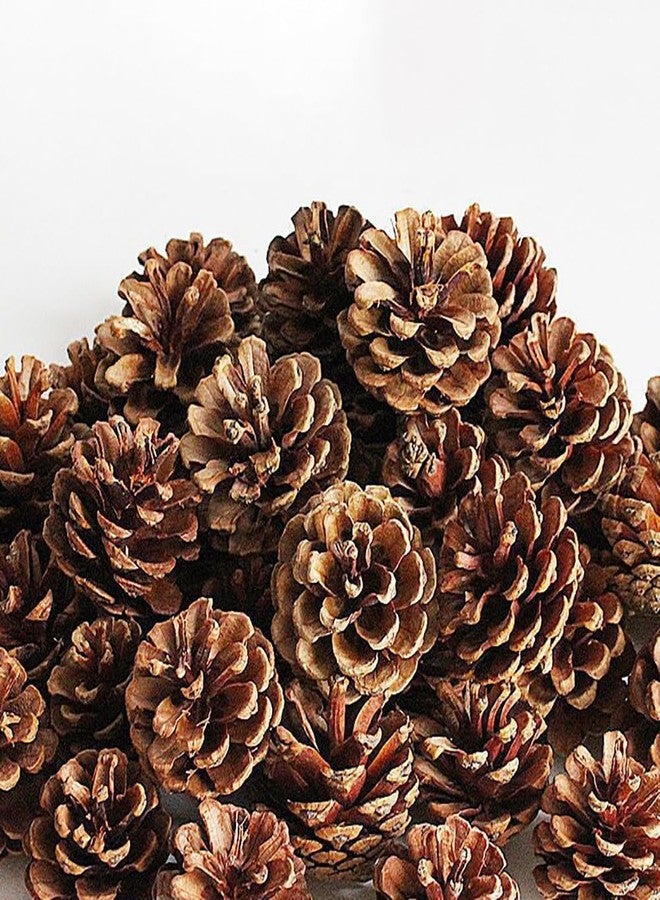 جي شلو مجموعة GSHLLO من 30 قطعة من مخاريط الصنوبر الطبيعية، زينة عيد الميلاد الريفية، زينة مخاريط الصنوبر الشتوية، حشو المزهريات، زينة العطلات، مخاريط الصنوبر للأعمال اليدوية، 5-6 سم - Image 2