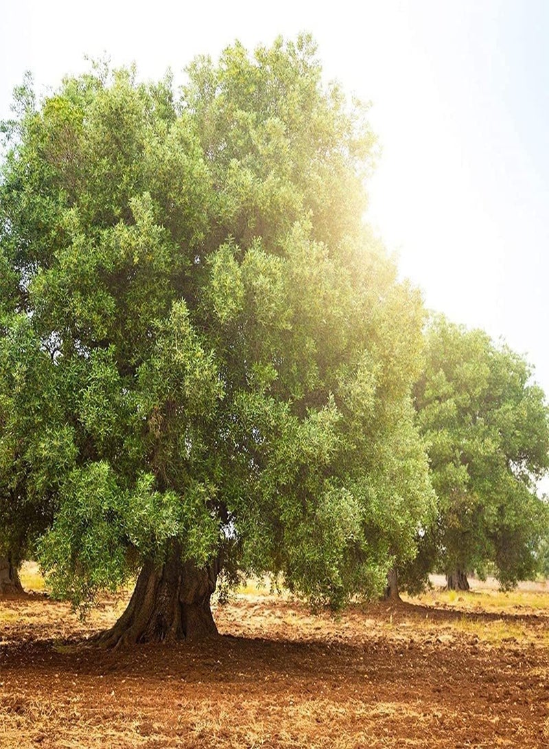 GGOOT 30pcs Olive Seeds Full Fruit Full of Nutrition Strong Adaptability to Planting Easy to Care Suitable for Beginners Patio in The Garden Courtyard DIY Planting at Home - Image 3