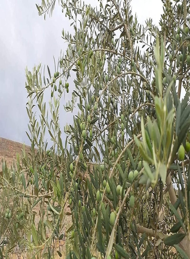 GGOOT 30pcs Olive Seeds Full Fruit Full of Nutrition Strong Adaptability to Planting Easy to Care Suitable for Beginners Patio in The Garden Courtyard DIY Planting at Home - Image 2