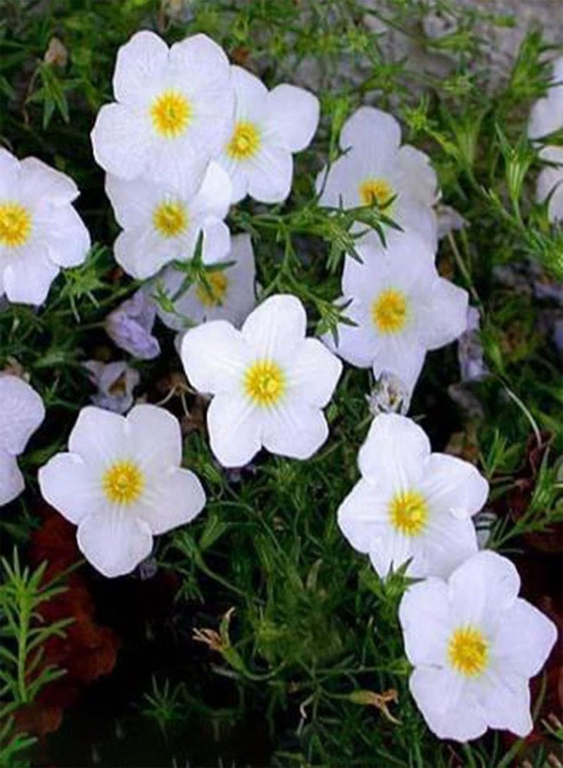 GGOOT Cupflower - 50 Seeds - White Robe - Nierembergia Hippomanica - Hanging Baskets for Seeds Ing Garden Yard Patio and Useful for Gifts (50 Seeds): Only Seeds - Image 5