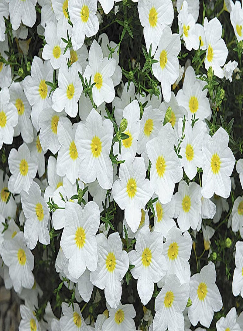 GGOOT Cupflower - 50 Seeds - White Robe - Nierembergia Hippomanica - Hanging Baskets for Seeds Ing Garden Yard Patio and Useful for Gifts (50 Seeds): Only Seeds - Image 4