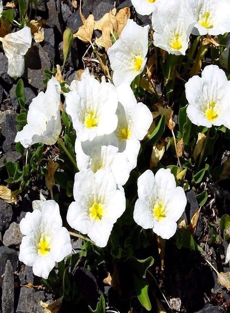 GGOOT Cupflower - 50 Seeds - White Robe - Nierembergia Hippomanica - Hanging Baskets for Seeds Ing Garden Yard Patio and Useful for Gifts (50 Seeds): Only Seeds - Image 3