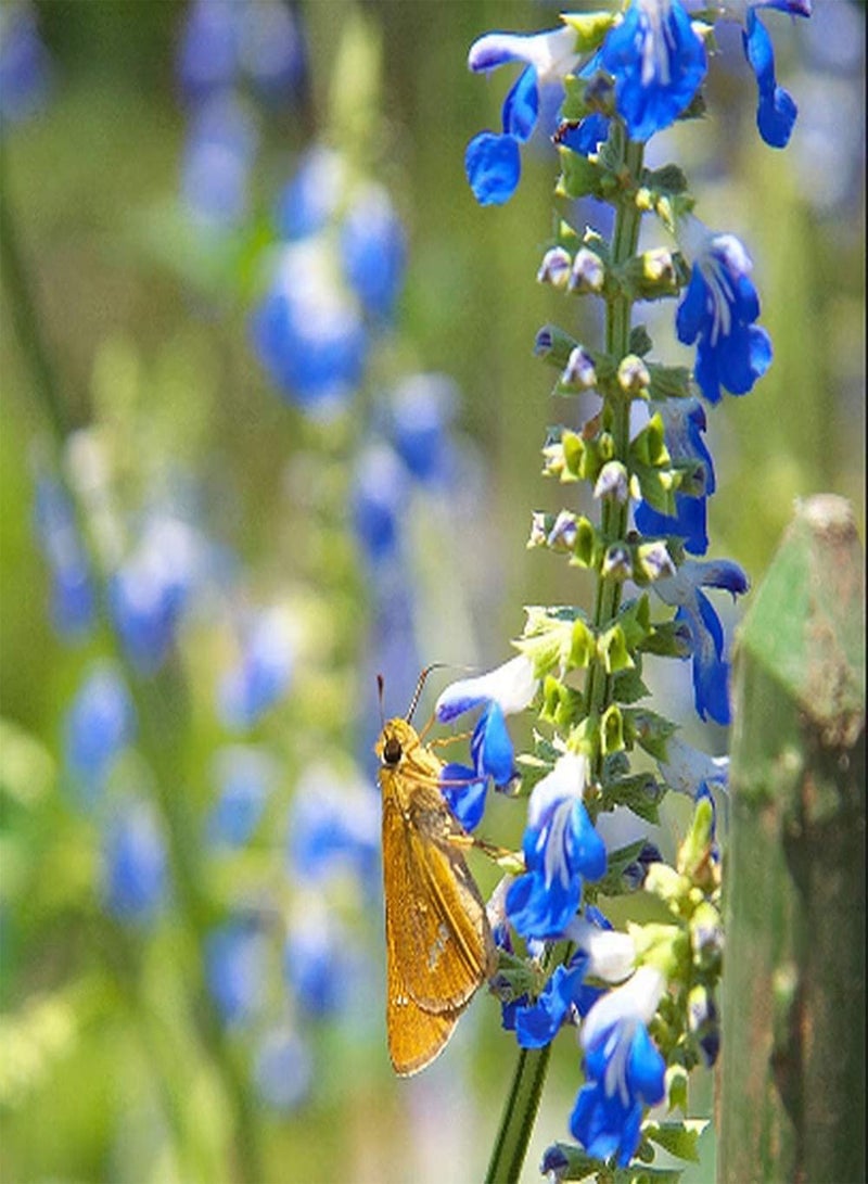 جي جوت 400 قطعة من بذور المريمية السنوية لزراعة أزهار إرثية ذات قيمة زخرفية للحديقة المنزلية والمناظر الطبيعية والفناء الخارجي وسهلة العناية وتجلب الشعور بالإنجاز - Image 2