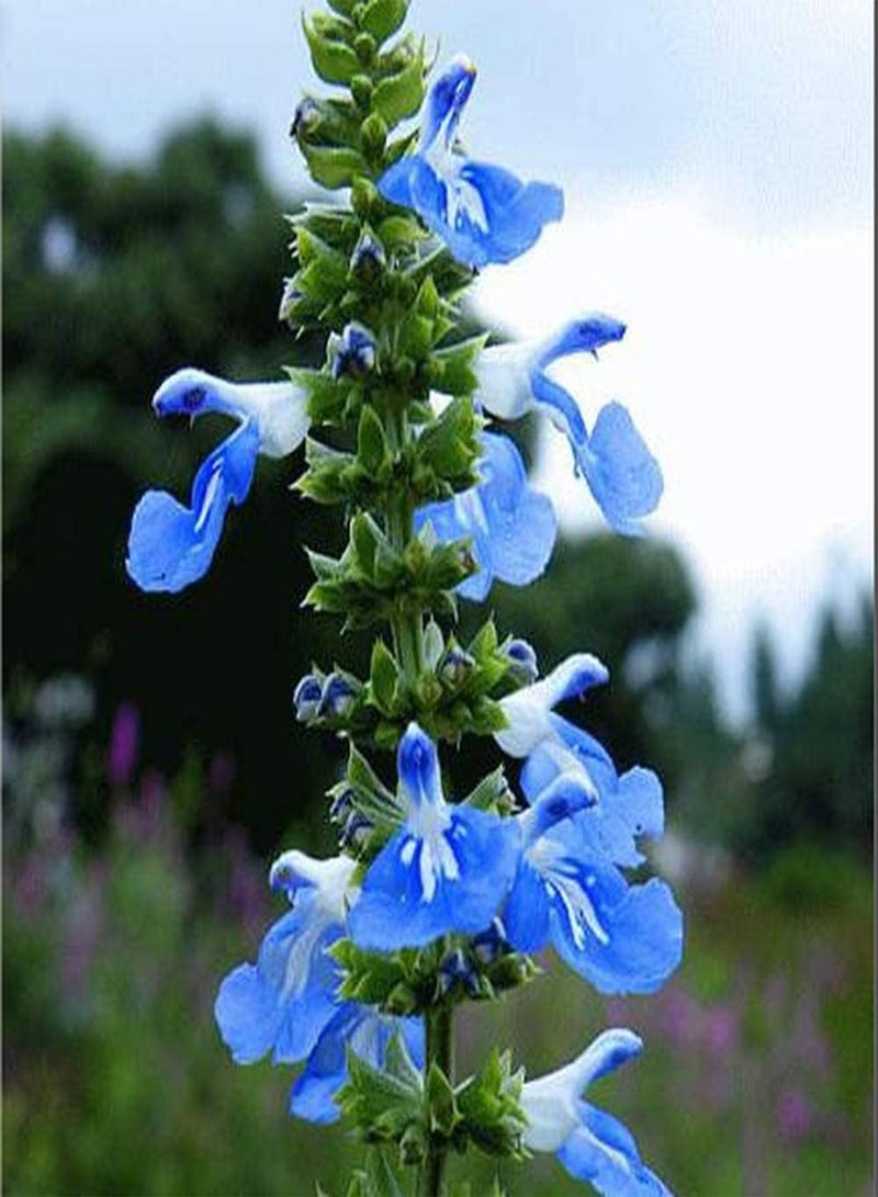 جي جوت 400 قطعة من بذور المريمية السنوية لزراعة أزهار إرثية ذات قيمة زخرفية للحديقة المنزلية والمناظر الطبيعية والفناء الخارجي وسهلة العناية وتجلب الشعور بالإنجاز - Image 1