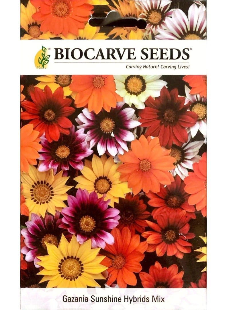 BIOCARVE SEEDS Gazania Sunshine Hybrids Mix Seeds