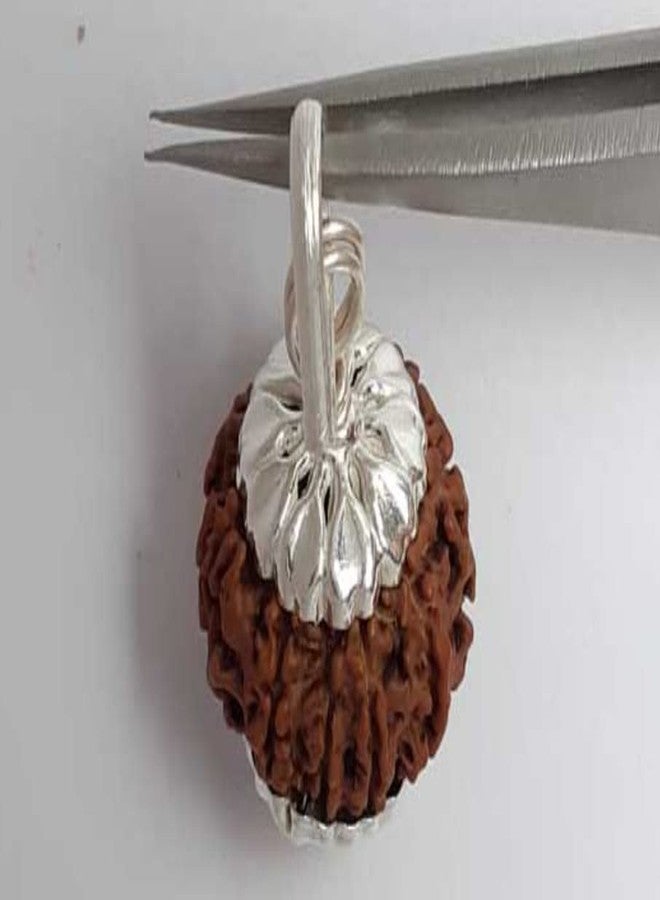 IRIS GEMS 9 Mukhi Rudraksha 22mm Pendant नव मुखी रुद्राक्ष 9 Face Rudraksha Original Nepal Certfied 9 मुखी रुद्राक्ष Nau Mukhi Rudraksha Nine Faced Rudraksha - Image 2