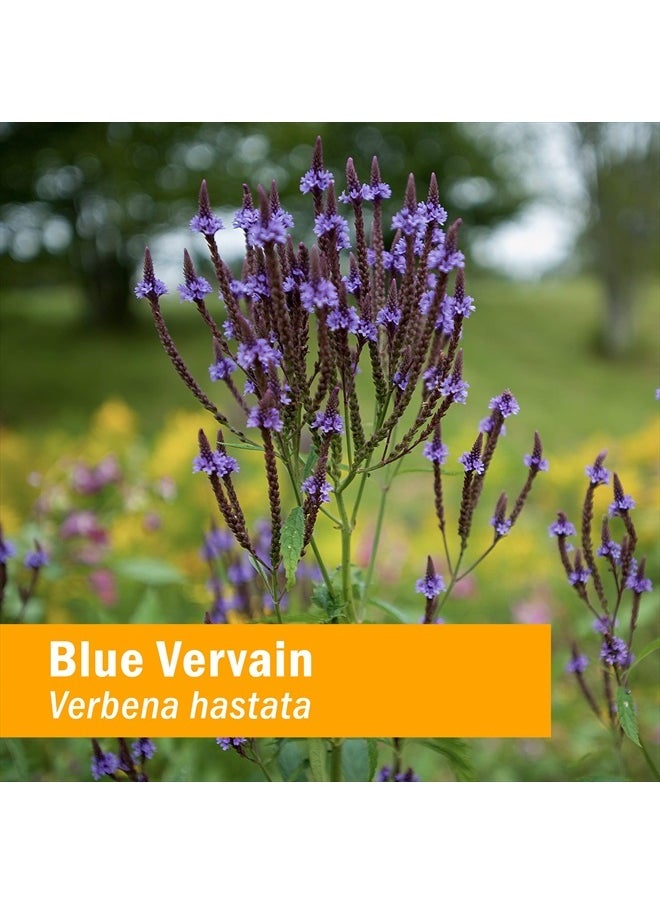 HERB PHARM Certified Organic Vervain Liquid Extract, Blue, 1 Fl Oz  - Image 2