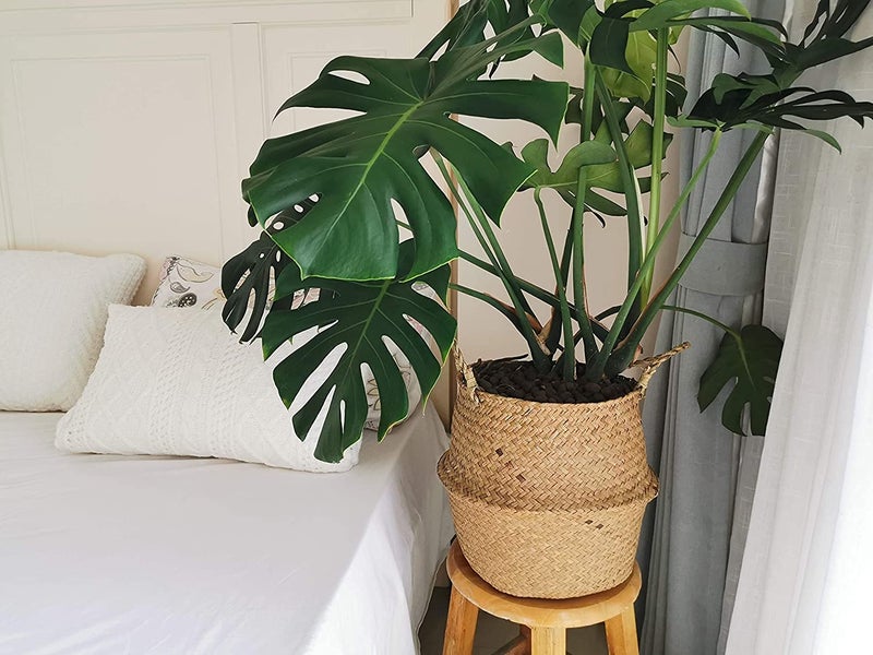 DOKOT Large Woven Seagrass Belly Basket for Plant, Grocery, Picnic, 12" Diameter x 14" Height - Image 3