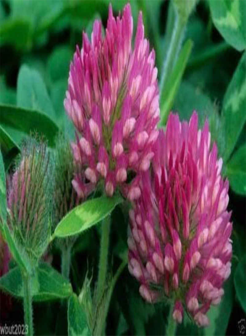 GGOOT Red Clover Seeds, Inoculated,The Best Clover for Poor soils, Organic ! Bulk