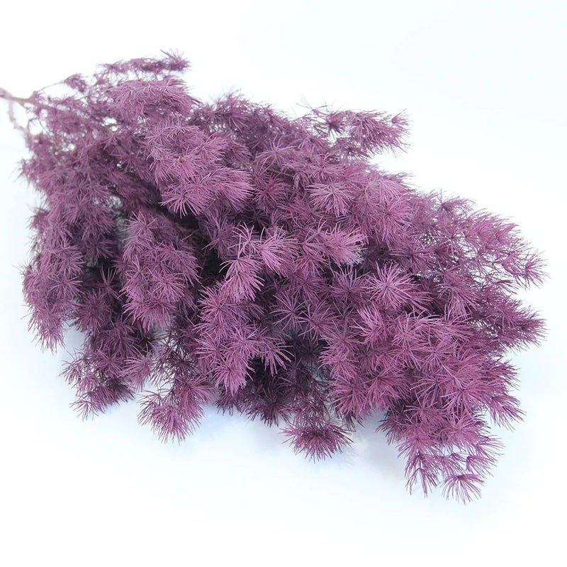 Bluejw Dried Asparagus Fern Bouquet - Natural Preserved Flowers, Ming Fern & Pine DIY Floral Arrangement Material for Home Decor & Crafts - Image 2