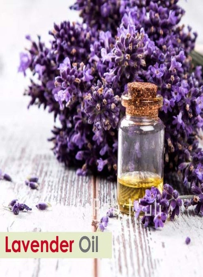 سالفيا زيت اللافندر (Lavandula Angustifolia) العطري النقي والطبيعي 100% - 250 مل - Image 3