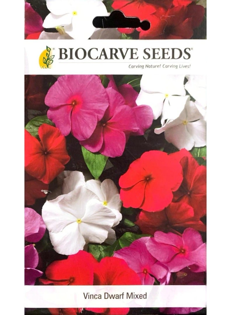 BIOCARVE SEEDS BIOCARVE Dwarf Vinca Seeds Mix