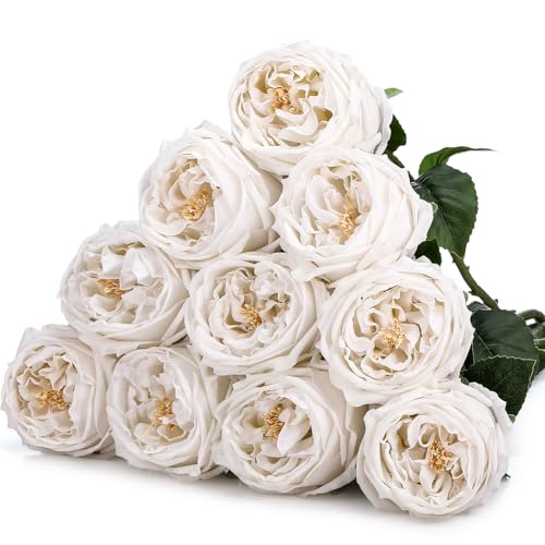 Daifunli 10pcs Real Lifelike Peonies Artificial Flowers Faux Austin Rose with Long Stem Look Real Fake Flower for Christmas Valentines Arrangement Wedding Party Home Kitchen DecorWhite - Image 1