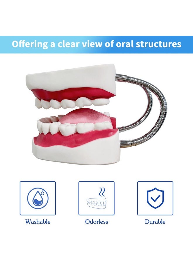 Teeth Mouth Model 6X Enlarged with Metal Hinge, Complete Set Teeth and Removable Tongue, PVC Speech Therapy Tool, Includes Toothbrush, Ideal for Brushing Teaching Dental Model and Language Education - pzsku/ZD61A1C6D526C9D50B486Z/45/_/1741329760/1258b112-9219-47d9-8ef3-a32519e24c90