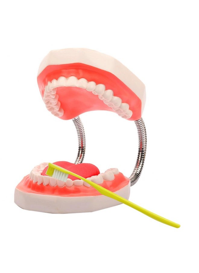 Teeth Mouth Model 6X Enlarged with Metal Hinge, Complete Set Teeth and Removable Tongue, PVC Speech Therapy Tool, Includes Toothbrush, Ideal for Brushing Teaching Dental Model and Language Education - pzsku/ZD61A1C6D526C9D50B486Z/45/_/1741329809/42432cc6-019e-44c0-9a61-daab8ee39c72