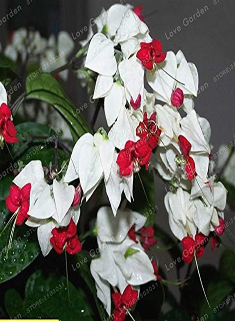 GGOOT SEEDS:10 PCS Clerodendrum Thomsonae Bonsai Purple Double Petals Fuchsia Potted Flower Bonsai Potted Plants Hanging Fuchsia Flowers : MIX - Image 4