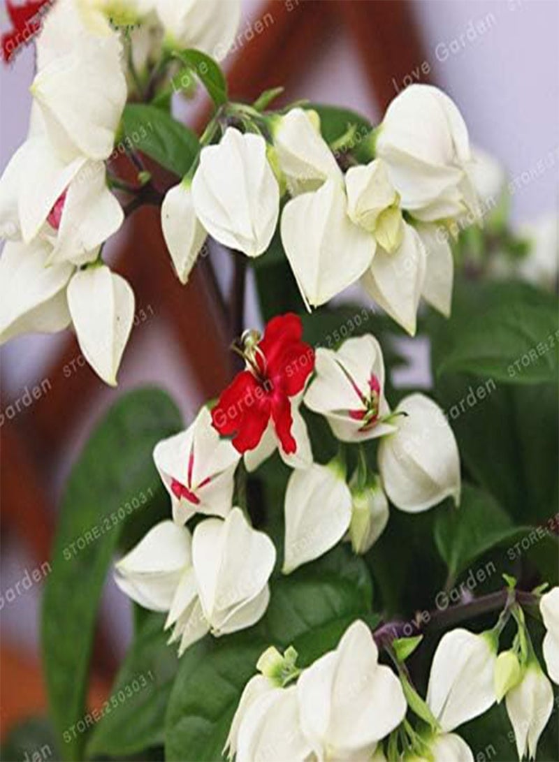 GGOOT SEEDS:10 PCS Clerodendrum Thomsonae Bonsai Purple Double Petals Fuchsia Potted Flower Bonsai Potted Plants Hanging Fuchsia Flowers : MIX - Image 3