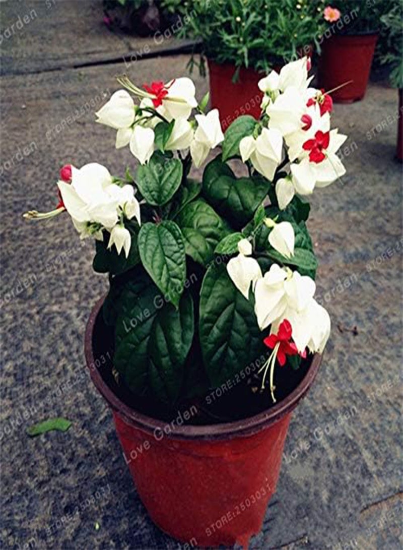 GGOOT SEEDS:10 PCS Clerodendrum Thomsonae Bonsai Purple Double Petals Fuchsia Potted Flower Bonsai Potted Plants Hanging Fuchsia Flowers : MIX - Image 1