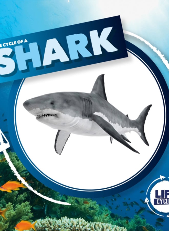Life Cycle of a Shark 