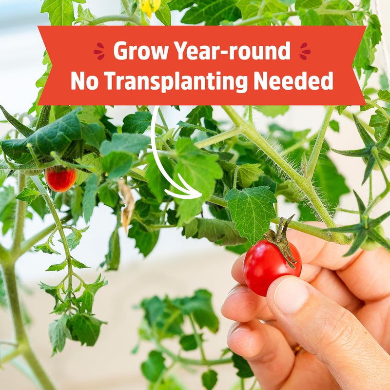 Back to the Roots مجموعة زراعة الطماطم الكرزية العضوية من باك تو ذا روتس - تنمو على مدار السنة، تشمل كل ما تحتاجه للزراعة - Image 4