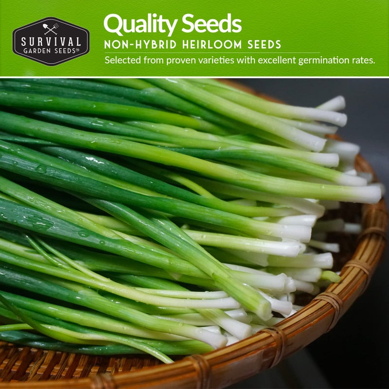 SURVIVAL GARDEN SEEDS مجموعة بذور البصل للزراعة - 4 عبوات لزراعة وتنمية بصل ريد بورغندي، وولا وولا، ووايت غرانوا، وبصل طوكيو الطويل الأبيض - أصناف وراثية غير معدلة وراثيًا - بذور حديقة البقاء - Image 3