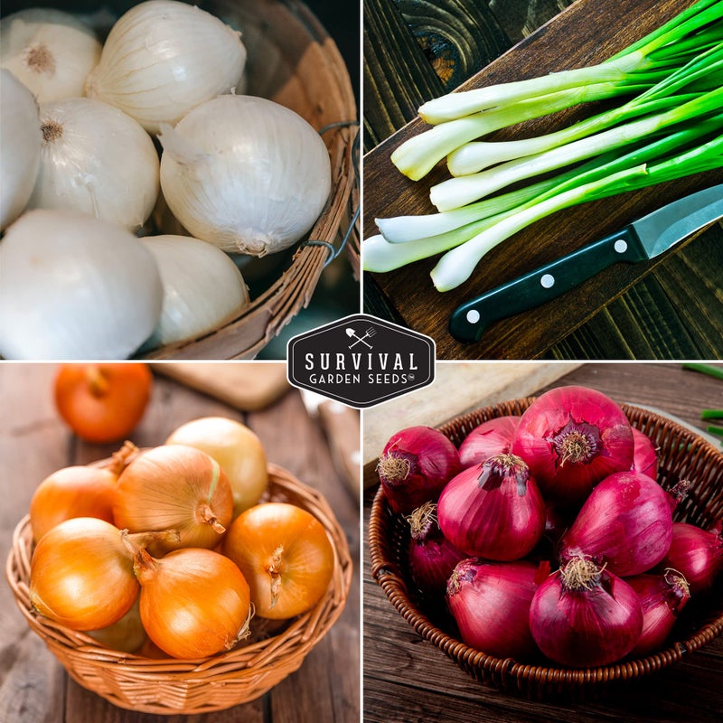 SURVIVAL GARDEN SEEDS مجموعة بذور البصل للزراعة - 4 عبوات لزراعة وتنمية بصل ريد بورغندي، وولا وولا، ووايت غرانوا، وبصل طوكيو الطويل الأبيض - أصناف وراثية غير معدلة وراثيًا - بذور حديقة البقاء - Image 4