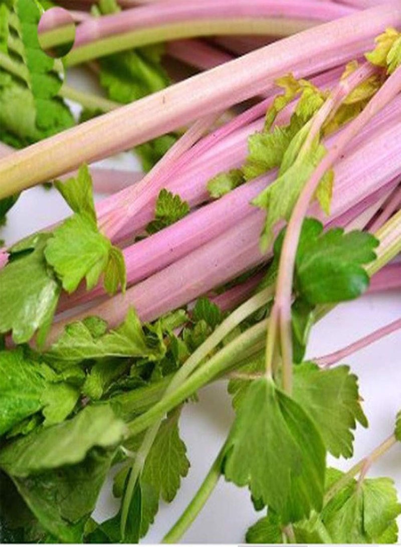 GGOOT 300Stücke Lila Wurzelsellerie Samen Grünes Blatt Gemüsegarten Terrasse Gewächshaus Pflanzen Dekoration Effekt Starke Gartenarbeit Ernte - Image 1