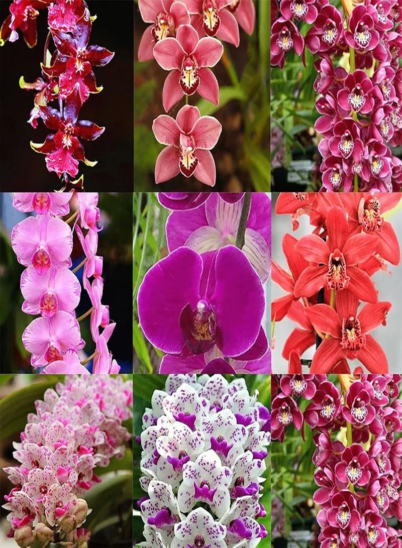GGOOT 100Pcs Floral Plants Seedlings Pack | Home Gardening Phalaenopsis Seeds Kit Long Germination Period 8 Styles Aesthetic Flower Seeds 1 Seeds  - Image 2