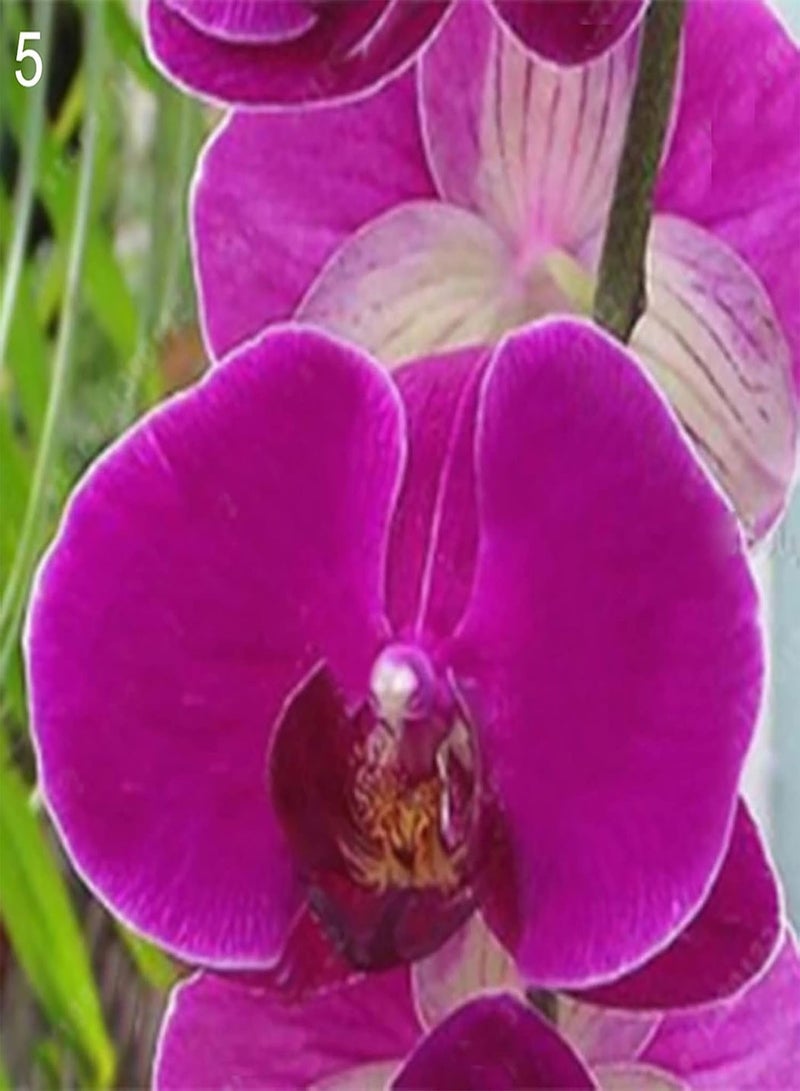 GGOOT 100Pcs Floral Plants Seedlings Pack | Home Gardening Phalaenopsis Seeds Kit Long Germination Period 8 Styles Aesthetic Flower Seeds 1 Seeds  - Image 4