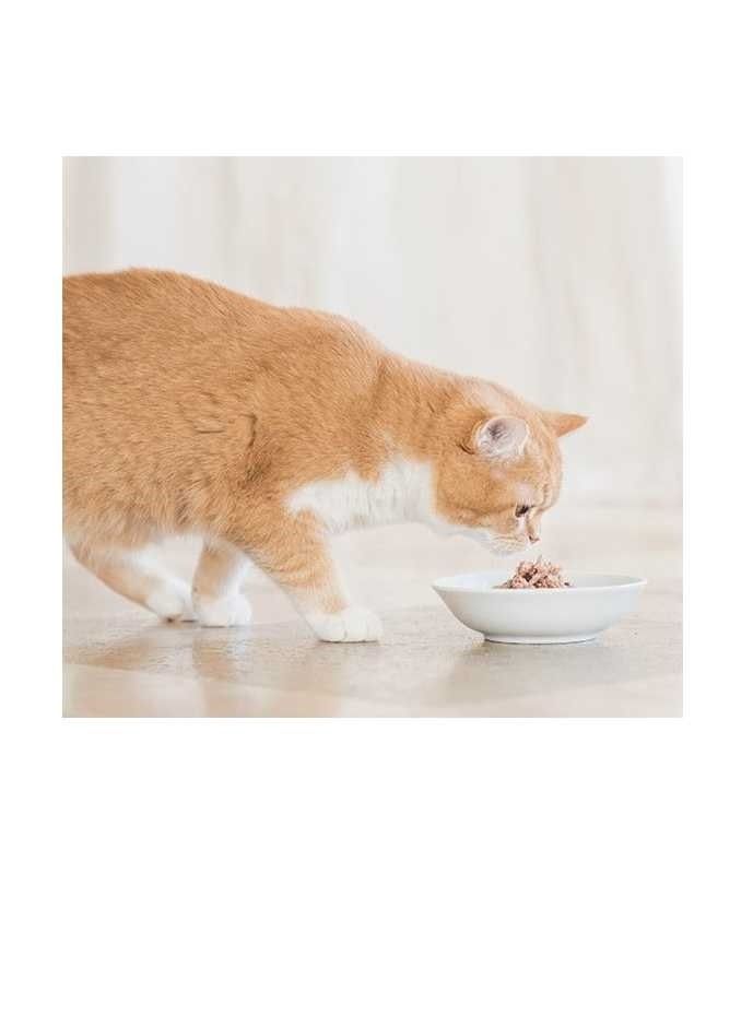 Schesir طعام رطب للقطط البالغة: مرق دجاج مع روبيان - Image 3